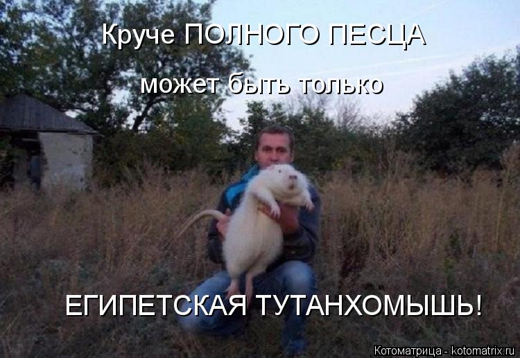 Котоматрица: Круче ПОЛНОГО ПЕСЦА может быть только ЕГИПЕТСКАЯ ТУТАНХОМЫШЬ!