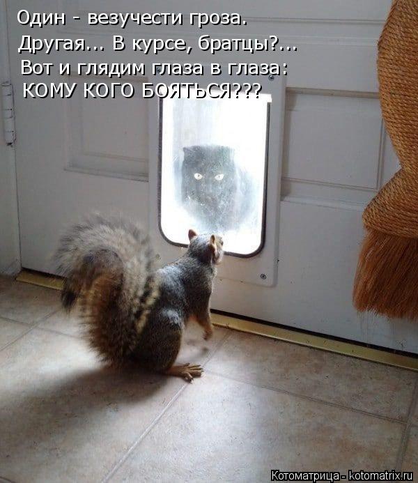 Один - везучести гроза. Другая... В курсе, братцы?... Вот и глядим глаза в глаза: КОМУ КОГО БОЯТЬСЯ??... Котоматрица: Один - везучести гроза. Другая... В курсе, братцы?... Вот и глядим глаза в глаза: КОМУ КОГО БОЯТЬСЯ???
