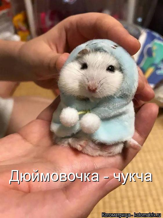 Котоматрица: Дюймовочка - чукча
