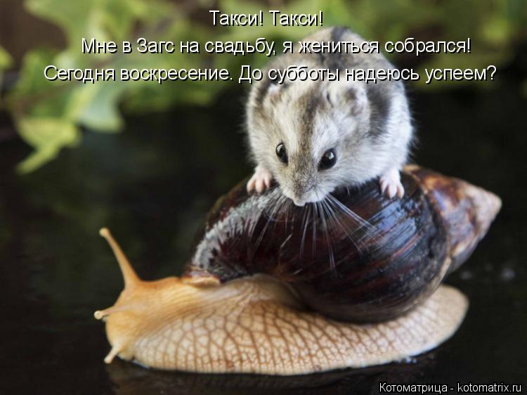 Котоматрица: Такси! Такси! Сегодня воскресение. До субботы надеюсь успеем?  Мне в Загс на свадьбу, я жениться собрался!