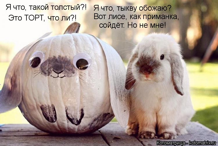Котоматрица: Я что, такой толстый?! Это ТОРТ, что ли?! Я что, тыкву обожаю? Вот лисе, как приманка, сойдёт. Но не мне!