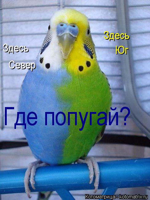 Котоматрица: Здесь  Север Здесь  Юг Где попугай?