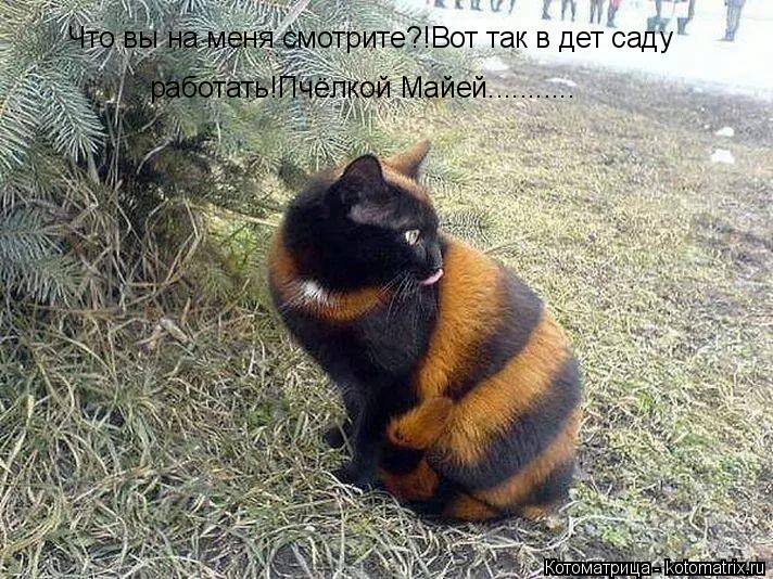 Котоматрица: Что вы на меня смотрите?!Вот так в дет саду  работать!Пчёлкой Майей...........