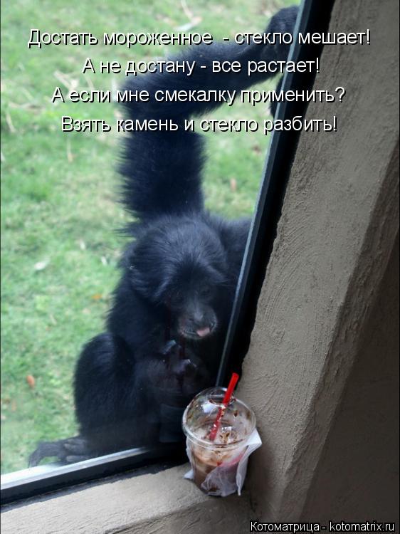 Котоматрица: Достать мороженное  - стекло мешает! А не достану - все растает! Взять камень и стекло разбить! А если мне смекалку применить?