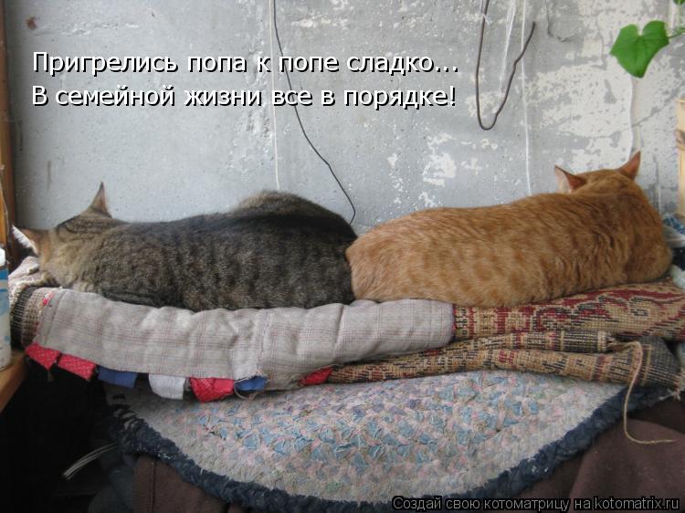 Пригрелись попа к попе сладко... В семейной жизни все в порядке!... Котоматрица: Пригрелись попа к попе сладко... В семейной жизни все в порядке!