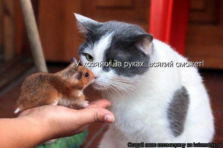 -У хозяйки на руках..всякий сможет!... Котоматрица: -У хозяйки на руках..всякий сможет!