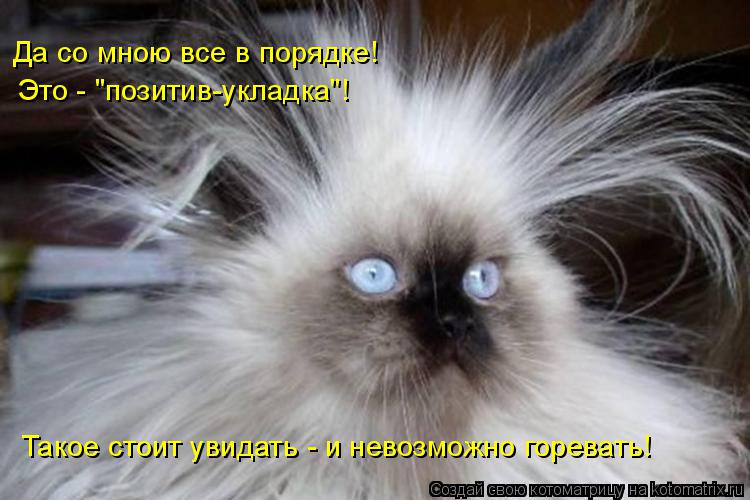 Да со мною все в порядке! Это - "позитив-укладка"! Такое стоит увидать - и невозможно горевать!... Котоматрица: Да со мною все в порядке! Это - "позитив-укладка"! Такое стоит увидать - и невозможно горевать!