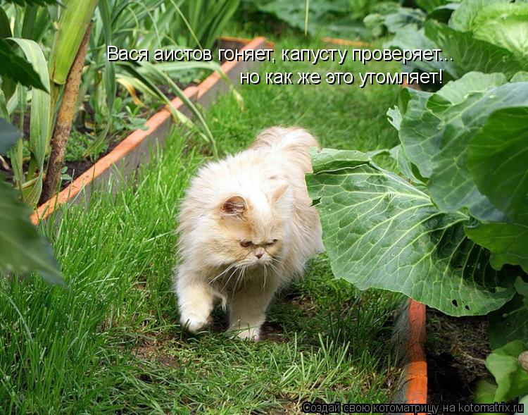 Вася аистов гоняет, капусту проверяет... но как же это утомляет!... Котоматрица: Вася аистов гоняет, капусту проверяет... но как же это утомляет!