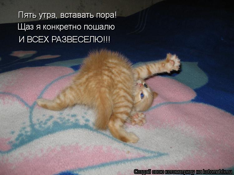 Пять утра, вставать пора! Щаз я конкретно пошалю И ВСЕХ РАЗВЕСЕЛЮ!!!... Котоматрица: Пять утра, вставать пора! Щаз я конкретно пошалю И ВСЕХ РАЗВЕСЕЛЮ!!!