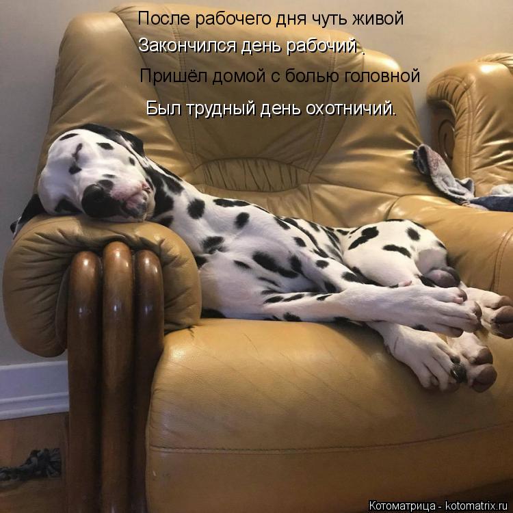 После рабочего дня чуть живой Закончился день рабочий Пришёл домой с болью головной . Был трудный ден... Котоматрица: После рабочего дня чуть живой Закончился день рабочий Пришёл домой с болью головной . Был трудный день охотничий.