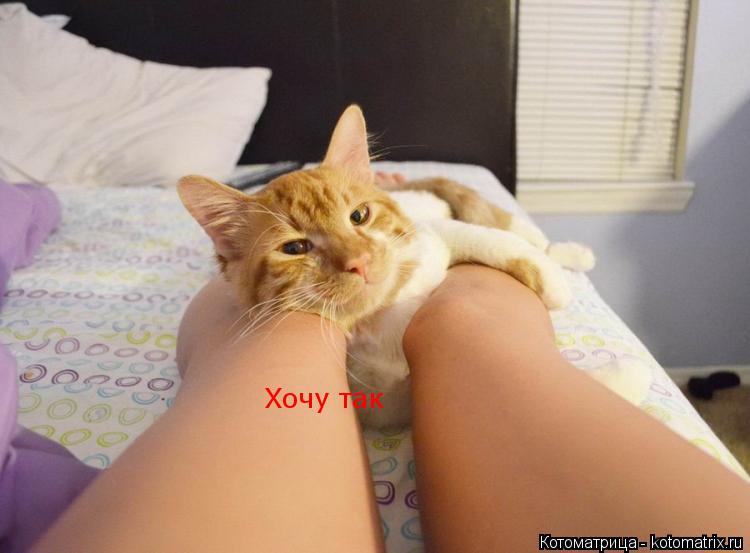 Котоматрица: Хочу так