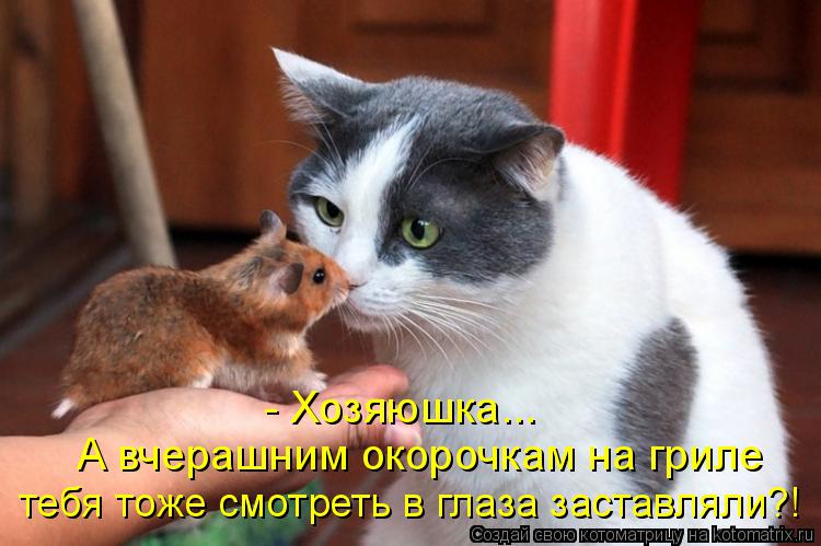 Котоматрица: - Хозяюшка... А вчерашним окорочкам на гриле тебя тоже смотреть в глаза заставляли?!