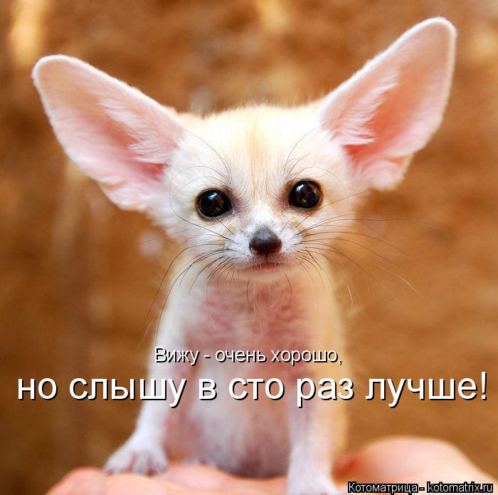 Котоматрица: Вижу - очень хорошо, но слышу в сто раз лучше!