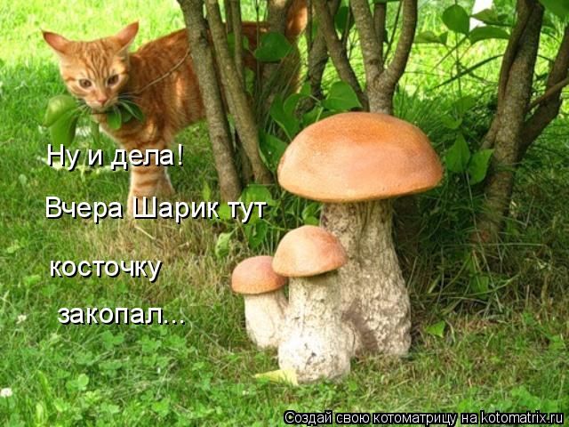 Ну и дела! Вчера Шарик тут косточку закопал...... Котоматрица: Ну и дела! Вчера Шарик тут косточку закопал...