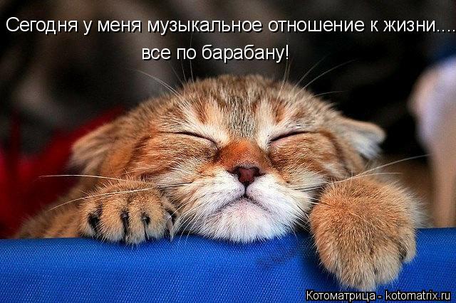 Котоматрица: Сегодня у меня музыкальное отношение к жизни.... все по барабану!