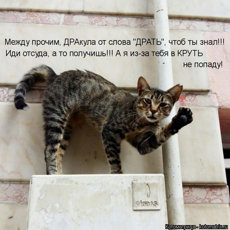Котоматрица: Между прочим, ДРАкула от слова "ДРАТЬ", чтоб ты знал!!! Иди отсуда, а то получишь!!! А я из-за тебя в КРУТЬ не попаду!