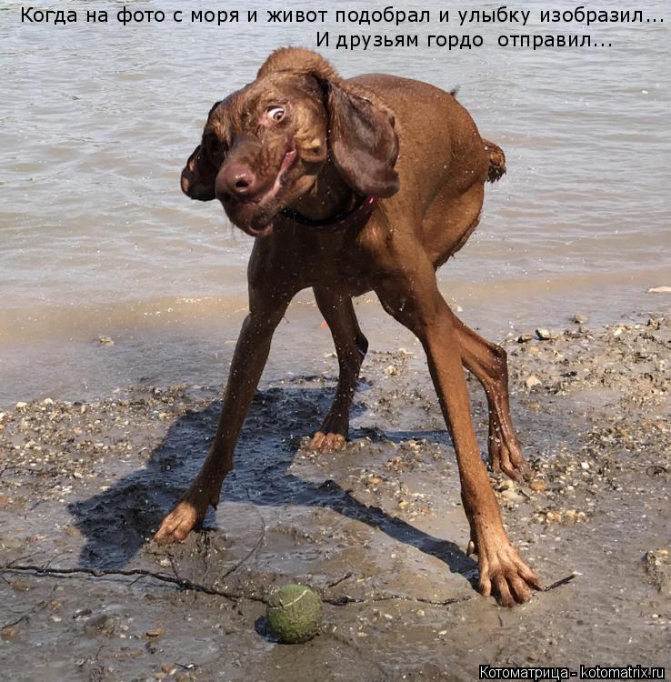 Котоматрица: . Когда на фото с моря и живот подобрал и улыбку изобразил... И друзьям гордо  отправил...