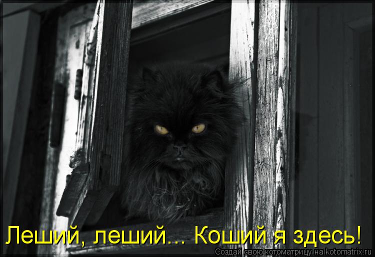 Леший, леший... Коший я здесь!... Котоматрица: Леший, леший... Коший я здесь!