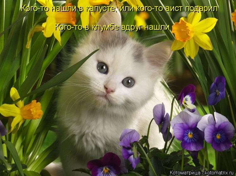 Котоматрица: Кого-то нашли в капусте, или кого-то аист подарил Кого-то в клумбе вдруг нашли