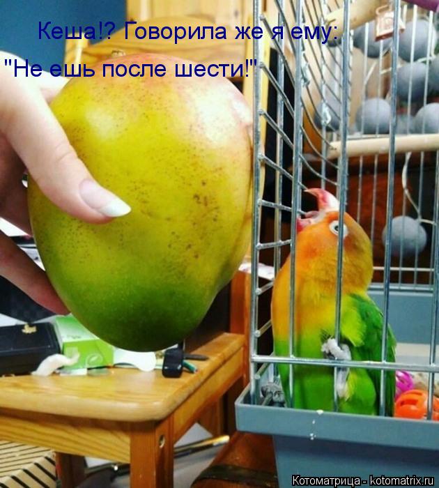 Кеша!? Говорила же я ему: "Не ешь после шести!"... Котоматрица: Кеша!? Говорила же я ему: "Не ешь после шести!"