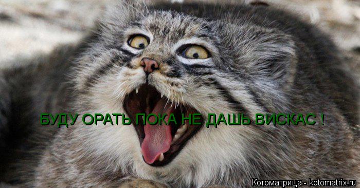 Котоматрица: БУДУ ОРАТЬ ПОКА НЕ ДАШЬ ВИСКАС !