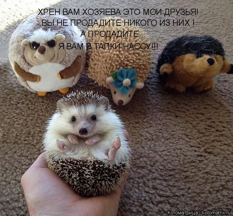 Котоматрица: ХРЕН ВАМ ХОЗЯЕВА ХРЕН ВАМ ХОЗЯЕВА ЭТО МОИ ДРУЗЬЯ! ВЫ НЕ ПРОДАДИТЕ НИКОГО ИЗ НИХ ! А ПРОДАДИТЕ... Я ВАМ В ТАПКИ НАССУ!!!