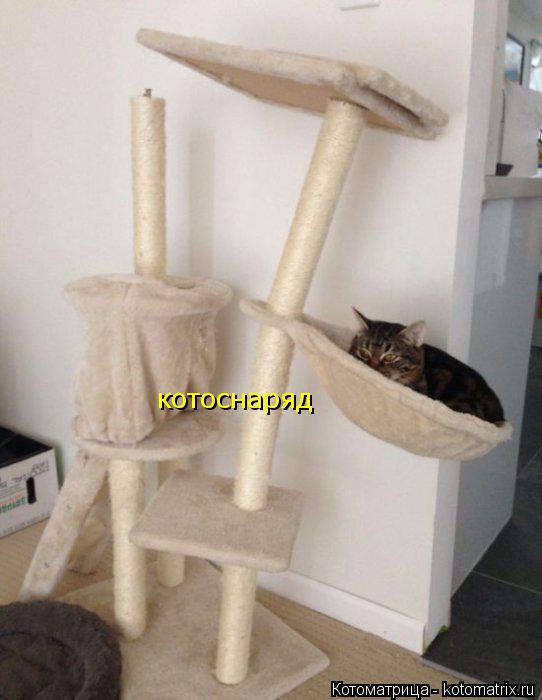 котоснаряд... Котоматрица: котоснаряд
