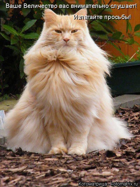 Котоматрица: Ваше Величество вас внимательно слушает! Излагайте просьбы!
