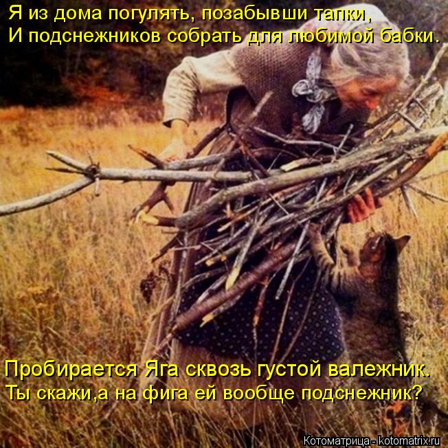 Пробирается Яга сквозь густой валежник. Ты скажи,а на фига ей вообще подснежник? Я из дома погулять, ... Котоматрица: Пробирается Яга сквозь густой валежник. Ты скажи,а на фига ей вообще подснежник? Я из дома погулять, позабывши тапки, И подснежников собрат?