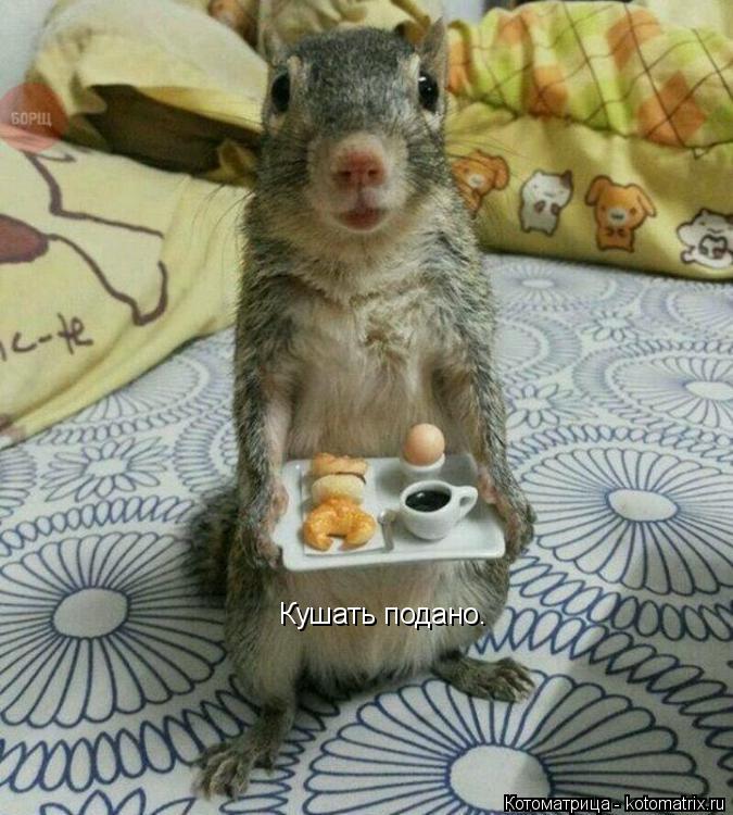Кушать подано.... Котоматрица: Кушать подано.