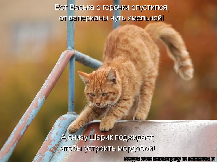 Вот Васька с горочки спустился, от валерианы чуть хмельной! А снизу Шарик поджидает, чтобы устроить м... Котоматрица: Вот Васька с горочки спустился, от валерианы чуть хмельной! А снизу Шарик поджидает, чтобы устроить мордобой!