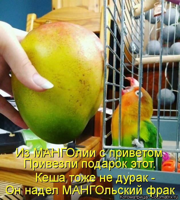 Привезли подарок этот. Кеша тоже не дурак - Он надел МАНГОльский фрак Из МАНГОлии с приветом... Котоматрица: Привезли подарок этот. Кеша тоже не дурак - Он надел МАНГОльский фрак Из МАНГОлии с приветом