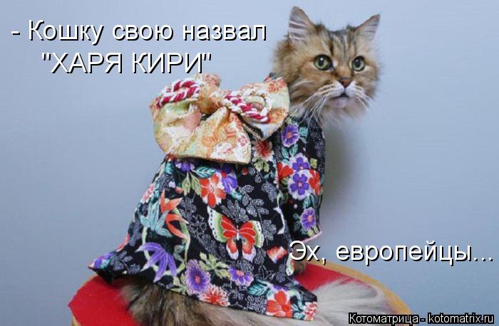 "ХАРЯ КИРИ" Эх, европейцы... - Кошку свою назвал... Котоматрица: "ХАРЯ КИРИ" Эх, европейцы... - Кошку свою назвал