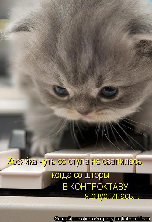 Хозяйка чуть со стула не свалилась, когда со шторы В КОНТРОКТАВУ я спустилась...... Котоматрица: Хозяйка чуть со стула не свалилась, когда со шторы В КОНТРОКТАВУ я спустилась...
