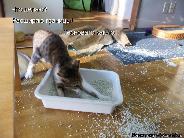 Что делаю? Расширяю границы! Тесновато как-то...... Котоматрица: Что делаю? Расширяю границы! Тесновато как-то...