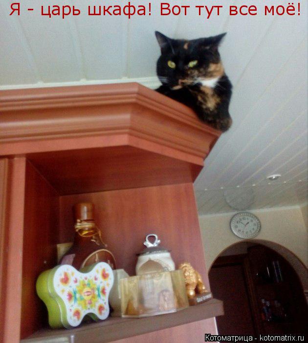 Я - царь шкафа! Вот тут все моё!... Котоматрица: Я - царь шкафа! Вот тут все моё!