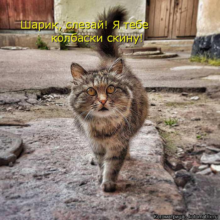 Шарик, слезай! Я тебе колбаски скину!... Котоматрица: Шарик, слезай! Я тебе колбаски скину!