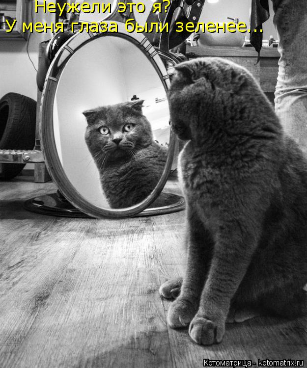 Неужели это я? У меня глаза были зеленее...... Котоматрица: Неужели это я? У меня глаза были зеленее...