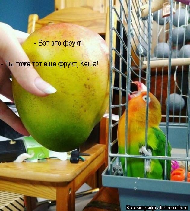 Котоматрица: - Вот это фрукт! - Ты тоже тот ещё фрукт, Кеша!