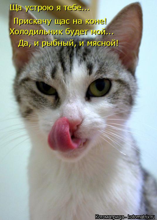 Ща устрою я тебе... Прискачу щас на коне! Холодильник будет мой... Да, и рыбный, и мясной!... Котоматрица: Ща устрою я тебе... Прискачу щас на коне! Холодильник будет мой... Да, и рыбный, и мясной!