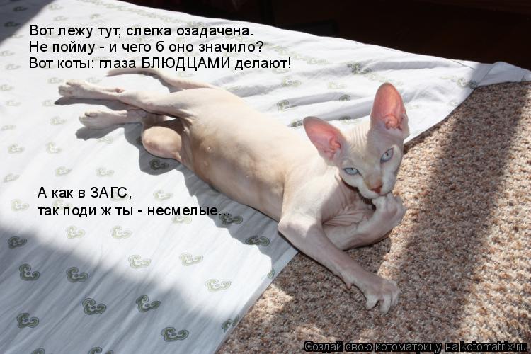 Вот лежу тут, слегка озадачена. Не пойму - и чего б оно значило? Вот коты: глаза БЛЮДЦАМИ делают! А к... Котоматрица: Вот лежу тут, слегка озадачена. Не пойму - и чего б оно значило? Вот коты: глаза БЛЮДЦАМИ делают! А как в ЗАГС, так поди ж ты - несмелые...