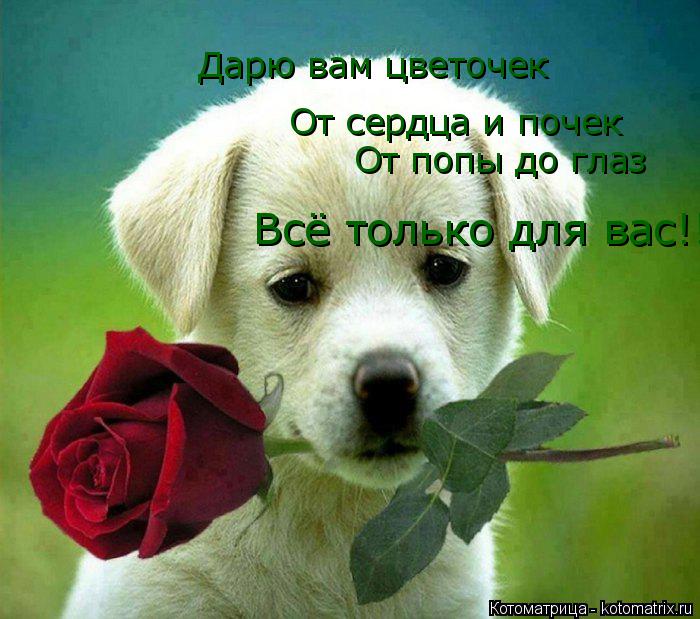 Котоматрица: Дарю вам цветочек От сердца и почек От попы до глаз Всё только для вас!!