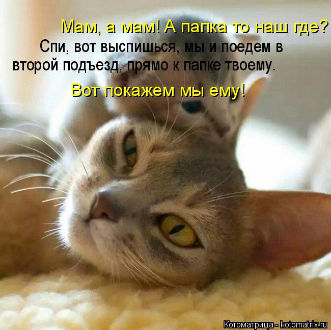 Котоматрица: Мам, а мам! А папка то наш где? Спи, вот выспишься, мы и поедем в  второй подъезд, прямо к папке твоему. Вот покажем мы ему!