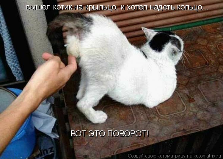 вышел котик на крыльцо, и хотел надеть кольцо... ВОТ ЭТО ПОВОРОТ!... Котоматрица: вышел котик на крыльцо, и хотел надеть кольцо... ВОТ ЭТО ПОВОРОТ!