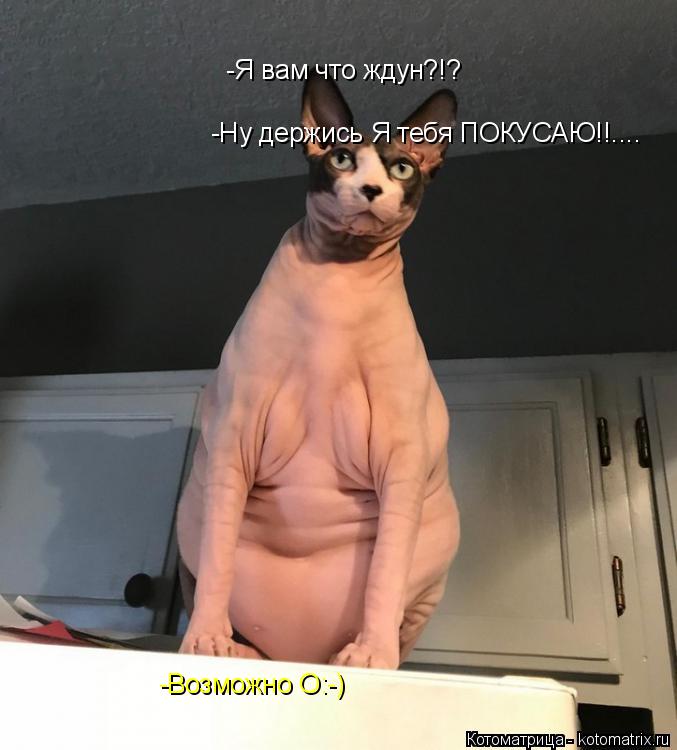 Котоматрица: -Я вам что ждун?!? -Возможно O:-)  -Ну держись Я тебя ПОКУСАЮ!!....
