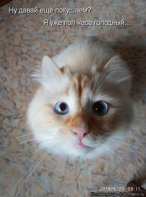 Котоматрица: Ну давай ещё покушаем? Я уже пол часа голодный...