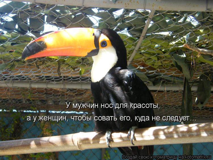 Котоматрица: У мужчин нос для красоты,  а у женщин, чтобы совать его, куда не следует…