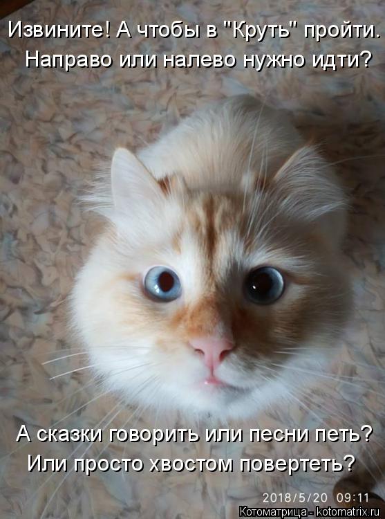 Котоматрица: Извините! А чтобы в "Круть" пройти. А сказки говорить или песни петь? Или просто хвостом повертеть? Направо или налево нужно идти?