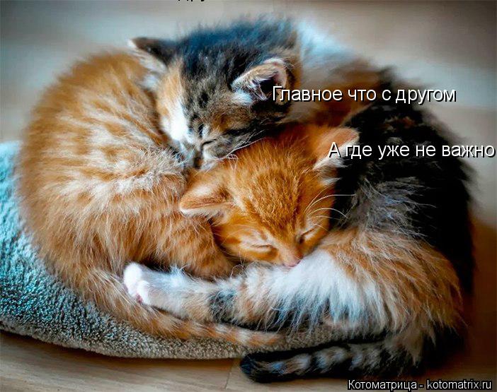 Котоматрица: Главное что с другом Главное что с другом А где уже не важно