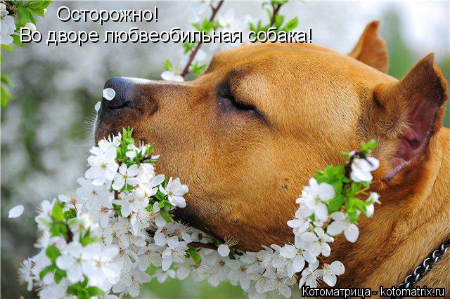 Котоматрица: Осторожно! Осторожно! Во дворе любвеобильная собака!